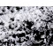 Deko schnee / dekoschnee 50 g - Transparent (1 Tasche)